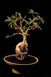 3. Ficus x neriifolia 